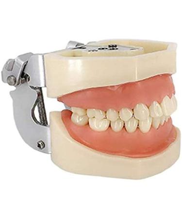 LBYLYH Dental Typodont Model - Standard with 28 Teeth & Gums for Teaching & Practice | Ideal for Dental Students - Buy Online on GoSupps.com