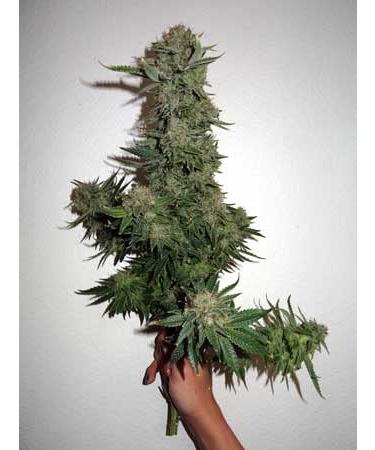 5-2 Humic/Fulvic Acid + Seaweed Extract Wonder Blend 425 Grams Wallace Organic Wonder - Buy Online on GoSupps.com