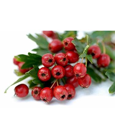 Hawthorn Berry Tea - Loose Dried Slice from 100% Nature (32 oz) - Buy Online on GoSupps.com