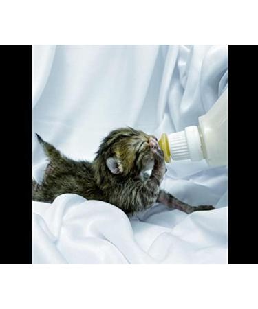 Gufastoe Pet Feeding Silicone Nipple & Syringes for Puppies Dogs & Cats - Model 3 | International Shipping Available - Buy Online on GoSupps.com