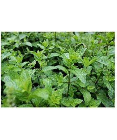 Ronnefeldt - Teavelope Peppermint - Herbal Tea - 25 X 2g Tea... - Buy Online on GoSupps.com