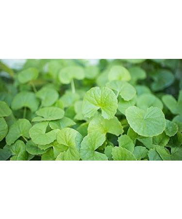 Indigo Herbs Organic Gotu Kola Powder 100g - Pure and Natural (Pack of 1) - Buy Online on GoSupps.com