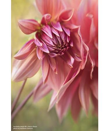 Lensbaby 46mm Macro Filter Kit - Explore Close-Up Photography - Buy Online on GoSupps.com