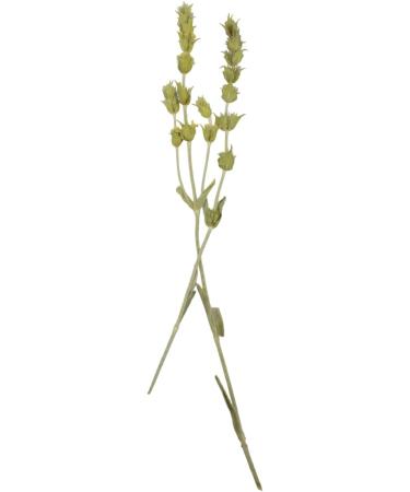 Greek Mountain Whole Tea Loose Herb Tea - Sideritis Raeseri (75g) Unflavoured Raeseri_Whole-75g - Buy Online on GoSupps.com