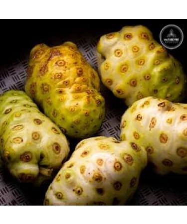 Naturevibe Botanicals Noni Fruit Powder 2lbs - 100% Pure Morinda Citrifolia - Organic & Natural - Buy Online on GoSupps.com