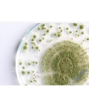 HeldenPilz Aspergillus Oryzae Koji Kin Koji Spores for Making Amasake Miso Sake Koji Spores 50g Koji Spores 50g - Buy Online on GoSupps.com