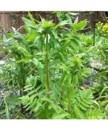 Valerian officinale Valeriana officinalis (Pack of 3 Feet)