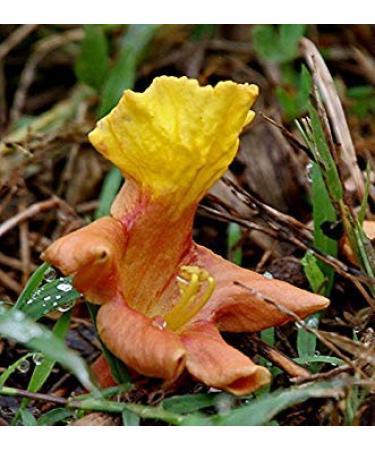 Potseed Gmelina arborea Goomar Teak Kashmir Tree Malaysian Beech White Teak 5 Seeds