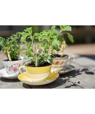 Young Living Oregano Essential Oil 15ml | 100% Pure Immune Support & Cleansing | Strengthen Your Energy Centers - Buy Online on GoSupps.com