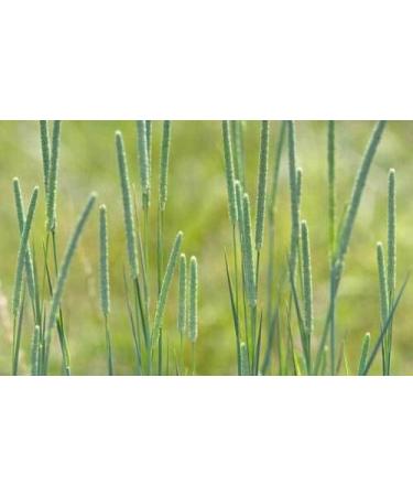 Timothy Hay Seeds - Organic - 5 oz. - Easy to Grow Treat for Your Small Pet