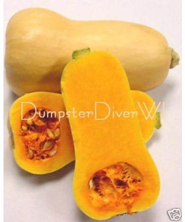 Organic Butternut Squash Waltham 25 + semi Dolce Buttery Non-GMO Lunga conservazione