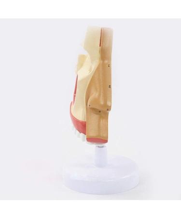 Anatomical Model Throat Nose Model of The Mouth of Nasal Cavity Medical Anatomical - Buy Online on GoSupps.com