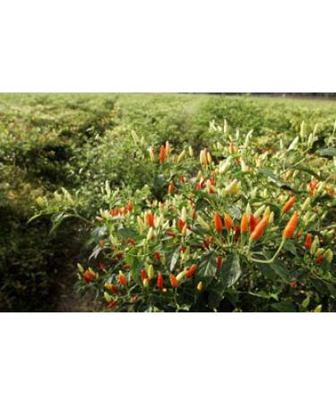 Tabasco Original Flavor Pepper Sauce 12 fl oz (Pack of 2) - Authentic Spicy Condiment - Buy Online on GoSupps.com