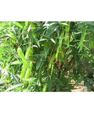 20 Winged Bean Semi di Verdure - Buy Online on GoSupps.com
