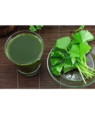 Organic Brahmi Leaf Powder - Ayurvedic Hair & Face Mask - 100g Pack - Herbal Magic's Bacopa Monnieri Powder - Buy Online on GoSupps.com