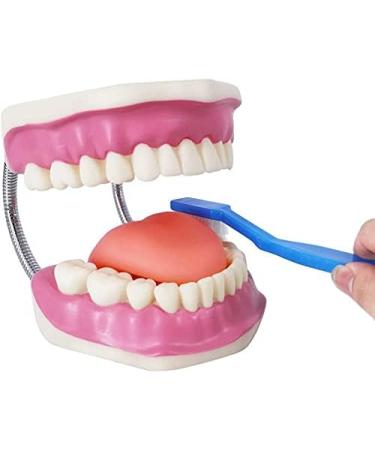 EVOTECH SCIENTIFIC Dental Care Model - Giant Toothbrush 32 Teeth | Ideal Children's Dental Education Tool - Buy Online on GoSupps.com