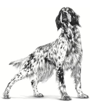 Royal Canin Expert NEUTERED Adult | 12 x 100 g | Wet Food for Dogs | Specially designed for Neutered Dogs | May Help Maintain Weight and Promote Hair Growth - Buy Online on GoSupps.com