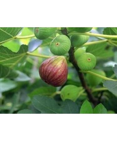 2 Pound (908 grams) Dried fruit fig from Yunnan China. - Buy Online on GoSupps.com