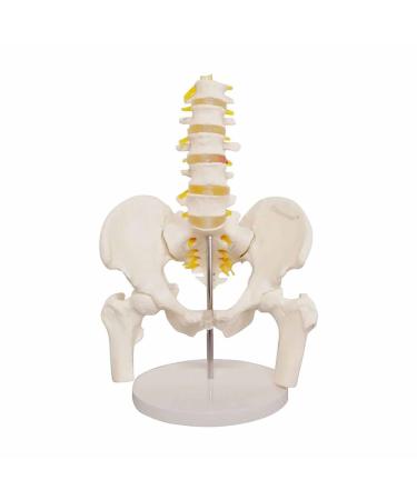 Bendable Dynamic Lumbar Spine Pelvic Bone Model Adult Life Size PVC Material Pelvis Lumbar Spine Bone Model with Pelvic Floor Muscle Model Medical Organ Model