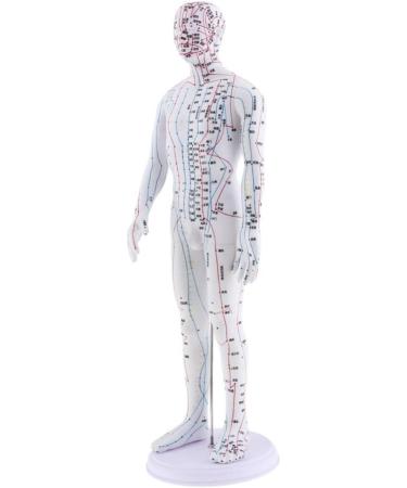Milageto Human Body Point Model with Rotating Arm as described Male - Buy Online on GoSupps.com