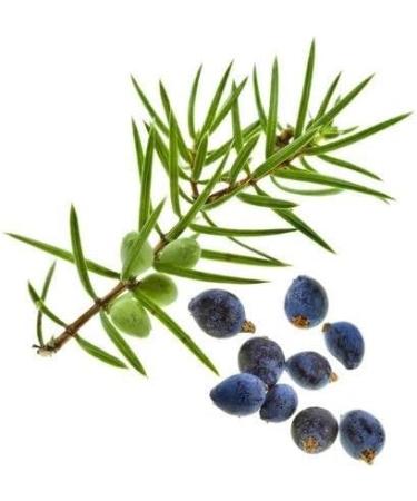 Shopizy Natural Cade Oil - 60 ml - Buy Online on GoSupps.com