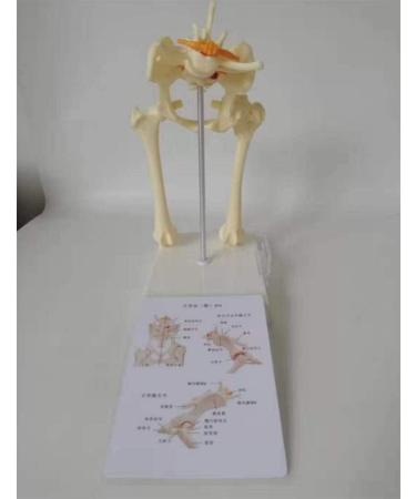 Dog Hip Joint Model Life Size Flexible Anatomically Accurate Hip Bones Dog Basin Animal Body Anatomy Replica for Veterinary Office Teaching Tool for Medical - Buy Online on GoSupps.com