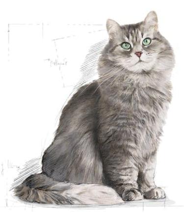 Royal Canin Sensible Complete Adult Dry Cat Food 3 x 400g - Buy Online on GoSupps.com