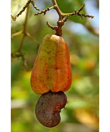 Buy Naturkost Schulz Organic Cashew Nuts 1000g - Unsalted All-Natural & Preservative-Free - Buy Online on GoSupps.com