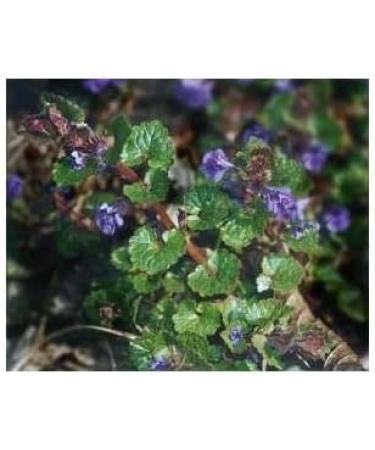 Herbal tea Ivy land plant 1 KILO Glechoma hederacea - Buy Online on GoSupps.com