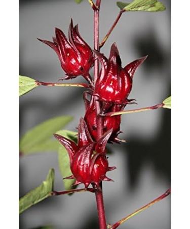 JOKE Organic Sun Dried Whole Roselle Flower Herbal Tea 200 g Hibiscus Sabdariffa - Buy Online on GoSupps.com