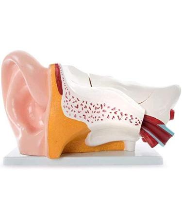 Human Ear Anatomy Model 5 Times Life Size 6 Part Ear Model Anatomical Structure Detachable Medical Training Support - Buy Online on GoSupps.com