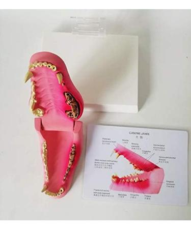 Dog Teeth Model Canine Dental Model Canine Dental Model Dog Canine Tooth Anatomy Model Canine Veterinary Skeleton Veterinary Teaching PVC for Veterinary Office Educational Tool. - Buy Online on GoSupps.com