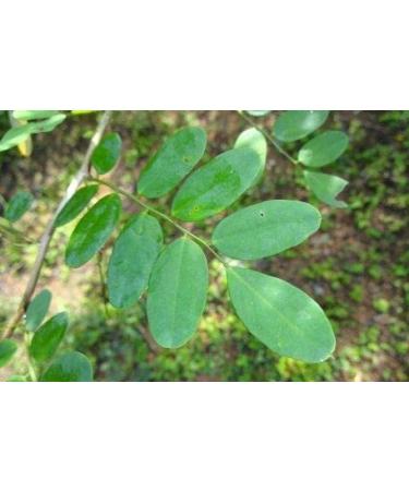 Pack of 1 Dry Elumbotti ilai Leaves - 3.52Ounce / 100Gram - Buy Online on GoSupps.com