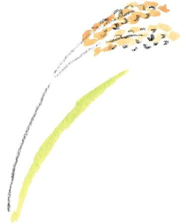 Matsuyama M-Mark Rice Bran Lotion pour le corps 300 ml - Buy Online on GoSupps.com