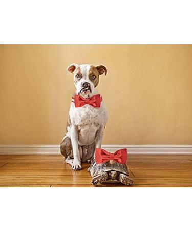 Unique Style Paws Christmas Silk Dog Collar - Adjustable Soft Fly Pet Collar for X-Large Dogs - Perfect Gift for Male & Female - Buy Online on GoSupps.com