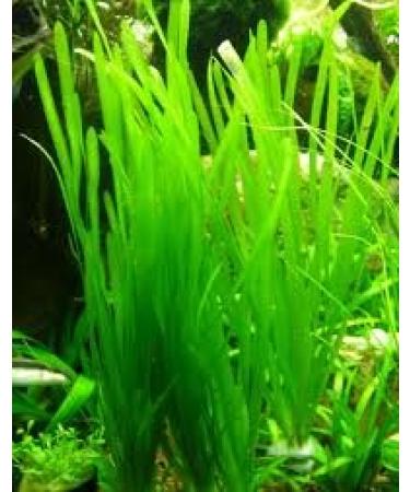 Italian Val - Vallisneria spiralis - Live Aquarium Plants