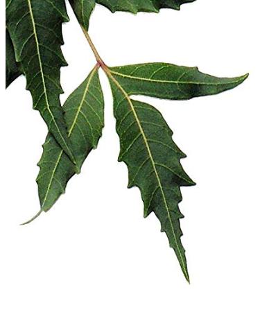 Naissance Neem Oil 100ml - Organic Certified Moisturizing & Nourishing for Hair Face & Skin - 1 Pack - Buy Online on GoSupps.com