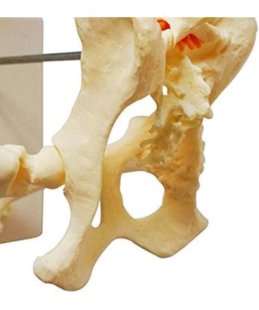 Dog Hip Joint Skeleton Medical Model - Canine Dog Lumbar Vertebra Hip Joint with Femur Model - for Veterinary Teaching Medical Model - Buy Online on GoSupps.com
