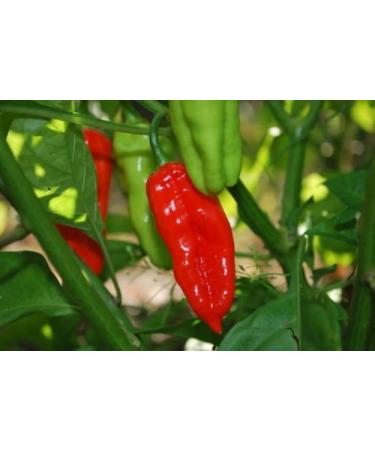Datil Sweet Red Pepper SEEDS Capsicum chinense Zeldzaam 30 seeds