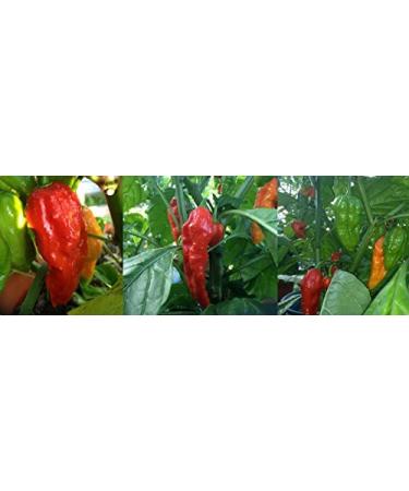 5 Whole Ghost Pepper Dried Seed Pods + 2 Free - Super Hot Wicked Tickle - Buy Online on GoSupps.com