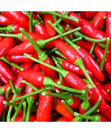Germinazione I Semi: 100 - Semi: Small Red Chili Peppers - Hot & Spicy !!!! Grande Salsa di Pepe !! Spedizione Gratuita!!