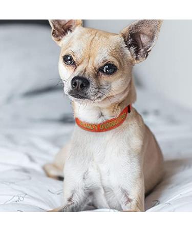 Buy Tagme Personalized Reflective Dog Collar for Small Dogs - Embroidered with Pet Name & Phone Number Orange XS (1 Pack) - Perfect for Safety & Style - Buy Online on GoSupps.com