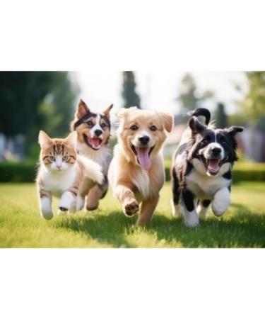 Inocula Lions Mane Mushroom Extract Capsules Dog & Cat - Happy & healthier pets - Buy Online on GoSupps.com