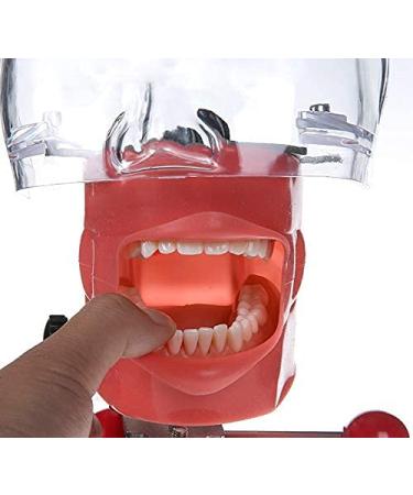 Dental Teaching Simulator Manikin Phantom Head Model Plastic Educational Teeth Model Fix on (Table Type) - Buy Online on GoSupps.com