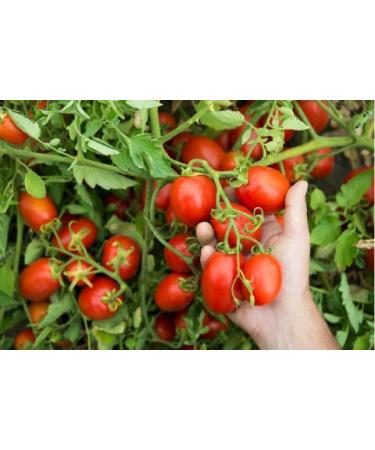 Mutti Triple Concentrated Italian Tomato Paste Tube 6.53oz - Pack of 1 | Premium Quality Tomato Paste - Buy Online on GoSupps.com