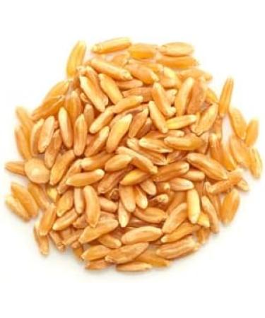 Yupik Organic Kamut Grains 1 kg Non-GMO Vegan Kosher Raw Whole Grains Khorasan Wheat Nutty Flavor Source of Fiber & Iron Ideal for Cooking & Sprouting 1 kg (Pack of 1) - Buy Online on GoSupps.com