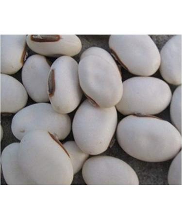 AGROBITS 069 # Pumpkin Noodles 10...: VARIOUS n Vegetable Fruit Heirloom NON-GMO Superior 061-118 - Buy Online on GoSupps.com