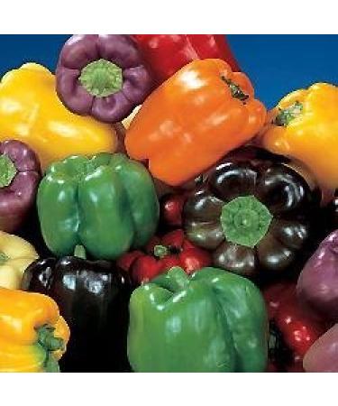 Shoppy Star Shoppy Star Bell Rainbow Organic Pepper 40 seeds, 240mg