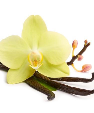 Zermat Amorel Fragrance for Women Floral - Gourmand Scent 3.38 Fl. Oz - Buy Online on GoSupps.com