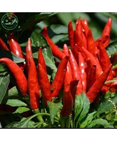 Potseed Vegetable Seeds Free Shipping New Arrival 30 Seeds Medium Days Hot Spices Red Hot Chili Seeds Plants Farm s25 Garden